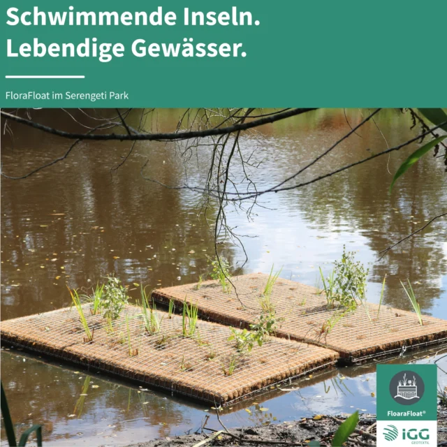 FloraFloat im Serengeti-Park

Wir waren zu Besuch im Serengeti-Park, einem der bekanntesten Tier- und Freizeitparks Deutschlands. Dort haben wir gemeinsam zwei Elemente unseres FloraFloat-Systems verbaut.

Die bepflanzten Schwimmelemente sollen dazu beitragen, die Wasserqualität auf natürliche Weise zu verbessern. Gleichzeitig schaffen sie zusätzlichen Lebensraum für Tiere, Pflanzen und Mikroorganismen sowie natürliche Beschattung auf dem Teich. So verbindet FloraFloat ökologische Funktionen mit einer naturnahen Gestaltung von Gewässern.

Das Projekt ist Teil unserer Kooperation mit der Serengeti-Park Stiftung. Gemeinsam möchten wir einen Beitrag zur ökologischen Aufwertung der Gewässer leisten und zeigen, wie sich innovative Lösungen für mehr Biodiversität praktisch einsetzen lassen.

Wir freuen uns sehr über die Zusammenarbeit und sind gespannt darauf, wie sich FloraFloat in den kommenden Monaten vor Ort entwickelt! 🌱

#FloraFloat #SerengetiPark #SerengetiParkStiftung #Biodiversität #Wasserqualität #Lebensraum #Nachhaltigkeit #Gewässer