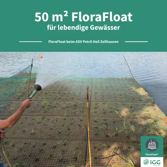 🌿 50 m² FloraFloat für mehr Natur am Wasser

Vor Kurzem durften wir ein besonderes Projekt bei einem Angelsportverein in Zellhausen umsetzen: Insgesamt 50 m² FloraFloat wurden auf dem Gewässer installiert und mit ausgewählten heimischen Wasser- und Uferpflanzen bepflanzt.

Zum Einsatz kommen Sumpf-Schwertlilie, Blutweiderich und Rohrkolben. Bei der Auswahl der Pflanzen wurde besonderer Wert auf eine für den Standort geeignete, autochthone Herkunft des Pflanzguts gelegt.

Die bepflanzten FloraFloat-Schwimminseln schaffen zusätzliche Strukturen am und im Wasser und bieten neue Lebensräume für verschiedene Tier- und Pflanzenarten. Gleichzeitig fügen sie sich naturnah in das Gewässer ein.

Ein herzliches Dankeschön an RP Darmstadt und Amadeus Catering GmbH für die Förderung und Unterstützung dieses Projekts. 🙌

Wir freuen uns, mit diesem Projekt einen weiteren Beitrag zur ökologischen Aufwertung und naturnahen Gestaltung unserer Gewässer leisten zu können.

#FloraFloat #Gewässerökologie #Biodiversität #Naturschutz #Schwimminsel